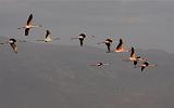 TANZANIA - Lake Natron Flamingos - 08